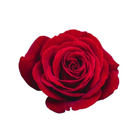 Red Rose Transparent Ros Png Red Roses Cute Flower Wallpapers