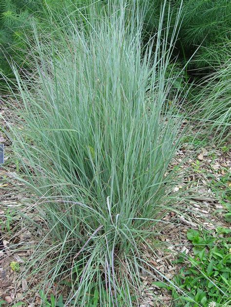 Little Bluestem Care Tips For Growing Little Bluestem Grass Grasses