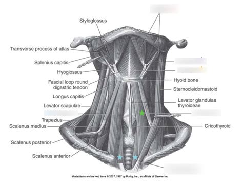 Soft Tissue Neck Muscle Anterior Triangle 2 Diagram Quizlet