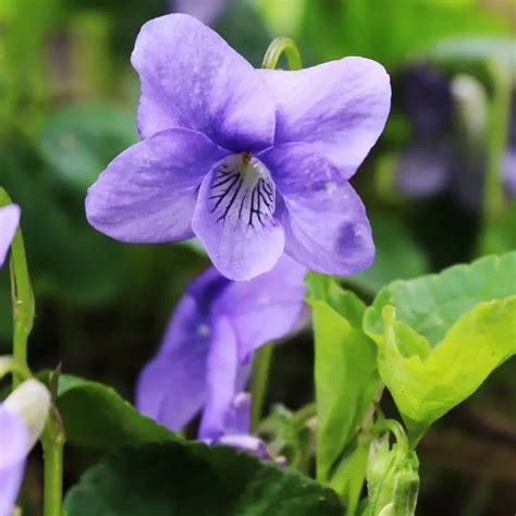 The Beauty and Symbolism of Violet Flowers | WorldWeet