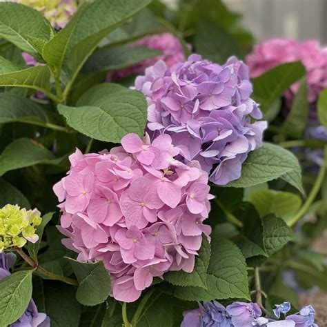 Order Hydrangea Big Leaf Shrubs Online