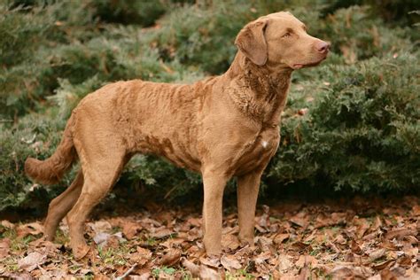 Hunting Dog Profile: The Chesapeake Bay Retriever - Swiss Cycles