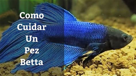 Parámetros Ideales Para Pez Betta Como Cuidar Un Pez Betta 1x4