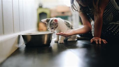 Top six kitten feeding tips for raising a strong and healthy cat ...