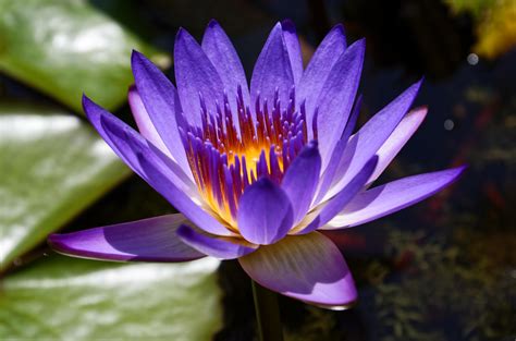 Purple Lotus Flower Nelumbo Nucifera X Oc R Botanicalporn