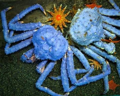 Wow Have You Ever Seen A Blue King Crab Apparently They Are Pretty