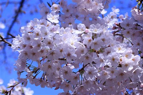 10 Beautiful Japanese Flowers And Their Meanings Tsunagu Japan