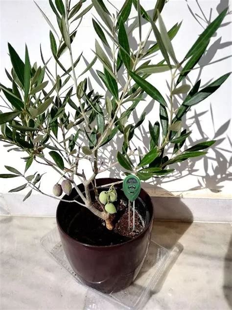 5 Best Olive Trees For Indoors Artofit