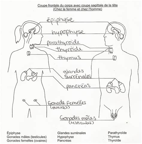 Chapitre Syst Me Endocrinien Diagram Quizlet