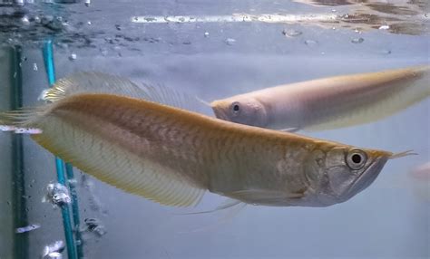 Albino Silver Arowana