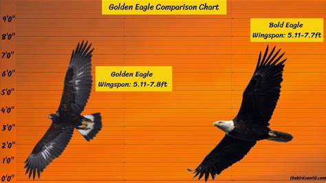 Golden Eagle Size How Big Are They Compared To Other Birds