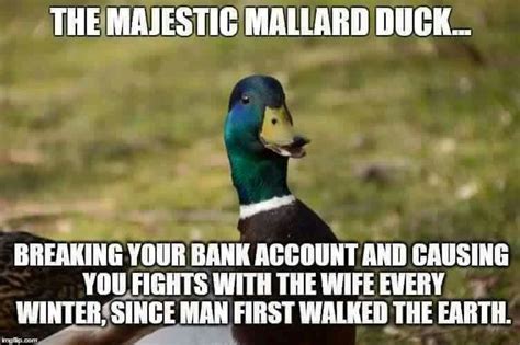 Duck Hunting Memes