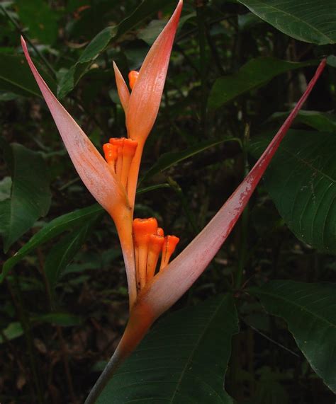 Heliconia Psittacorum Order Zingiberales Heliconiaceae Flickr