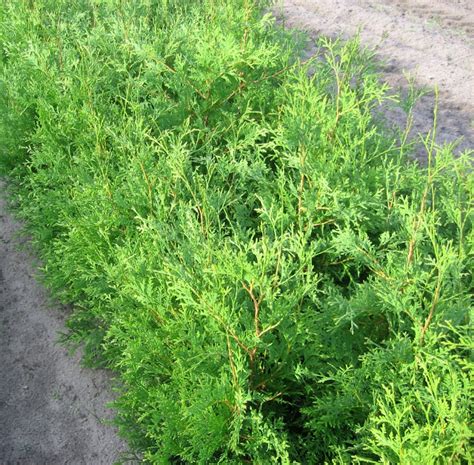 Northern White Cedar Needlefast Evergreens