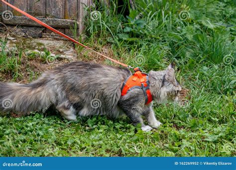 Fluffy Cat Maine Coon In A Harness On A Leash Stock Photo Image Of