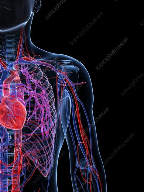 Male Cardiovascular System Artwork Stock Image F005 6526 Science