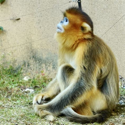 Everland Golden Snub Nosed Monkey Rhinopithecus Roxellana Flickr