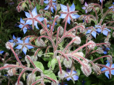 Borago Borda De Pasto De Pepino Flor De Estrella De Borage Azul En El