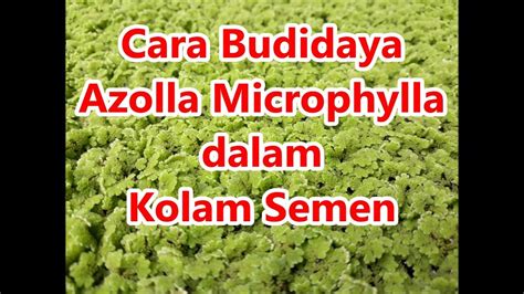 Cara Budidaya Azolla Microphylla Dalam Kolam Semen Youtube