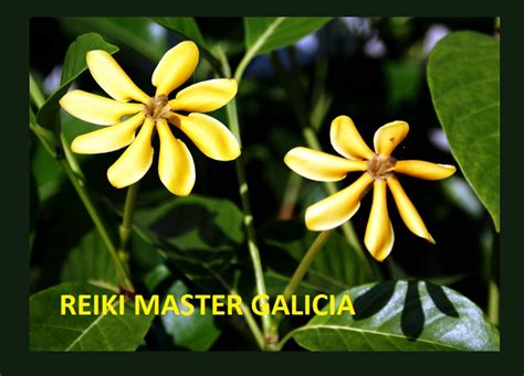 Reiki Master Galicia Comunidad Mira Lo Que No Sabias Sobre La Flor De