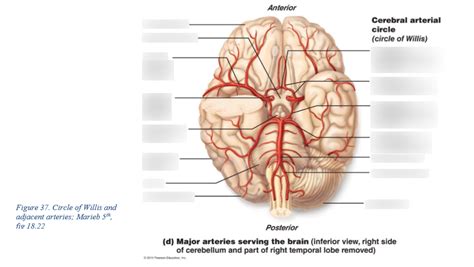 BIO1040 Brain Blood Vessels Diagram | Quizlet