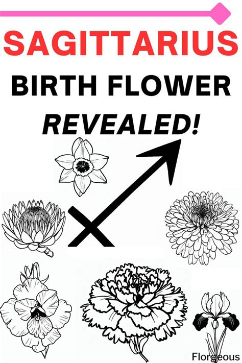 Sagittarius Birth Flower Unveiling Symbolism And Beauty