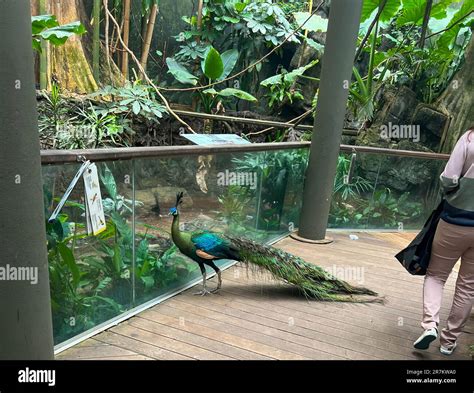 New York City New York Usa 23 June 2022 Peacock On Display At The