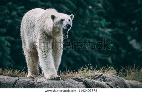 Polar Bear Roaring Isolated: Over 31 Royalty-Free Licensable Stock ...