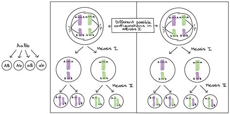 Chromosome Theory Of Inheritance