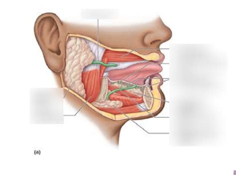 Salivary Glands Diagram Quizlet