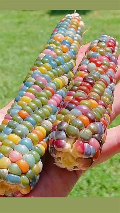 Glass Gem Cherokee Indian Corn 20 Seed Pack The Most Beautiful Etsy Artofit