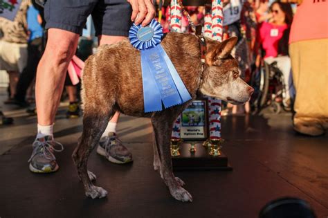 Si chiama Quasi Modo e ha 10 anni eletto in California il cane più