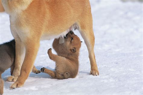 30 Unforgettably Sweet Moments Between Animal Moms and Babies