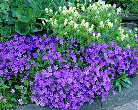 Campanula portenschlagiana - Alchetron, the free social encyclopedia