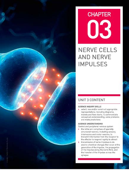 Unit 3 Chapter 3 Nerve Cells And Nerve Impulses Diagram Quizlet