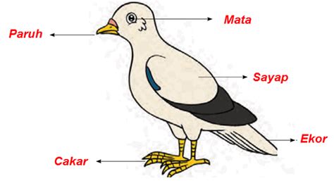 bagian tubuh hewan  fungsinya ragam pelajaran