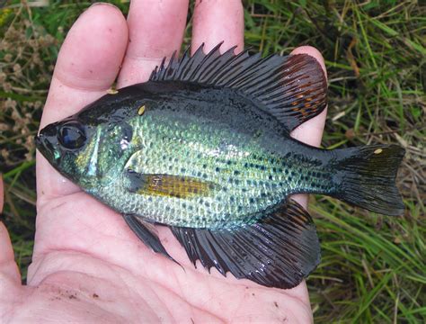 Sunfish, Flier fishingwithpole | www.roughfish.com