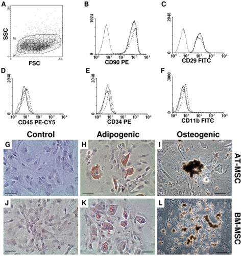 Phenotypic Analysis Of Mscs Was Carried Out By Flow Cytometry Which