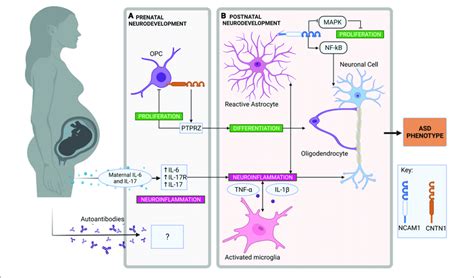 Neuroinflammatory Pathways In Prenatal And Postnatal Neurodevelopment