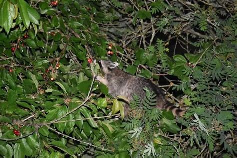 Comment Le Raton Laveur Américain Menace La Biodiversité Wallonne