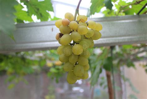 Photo Grapes or Vitis Vinifera L Stock Image - Image of organic, bunch: 304436353