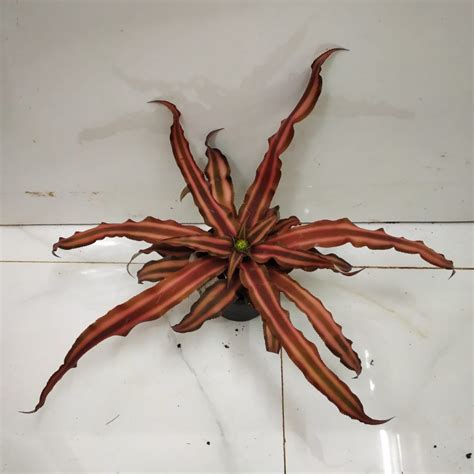 Cryptanthus Bivittatus Brown Star Nurserybuy