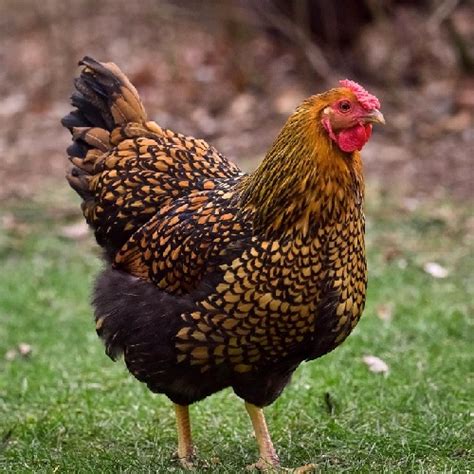 Golden Laced Wyandotte Cockerel