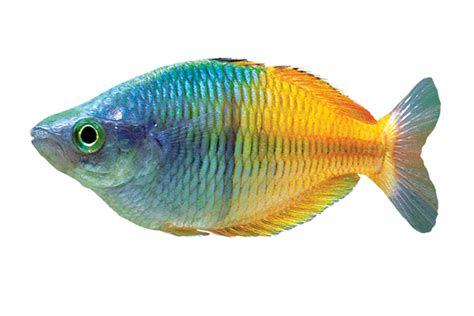 Rainbowfish Care Guide