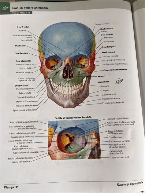 Atlas De Anatomie A Omului Frank H Netter Editia A 7 A Corunca