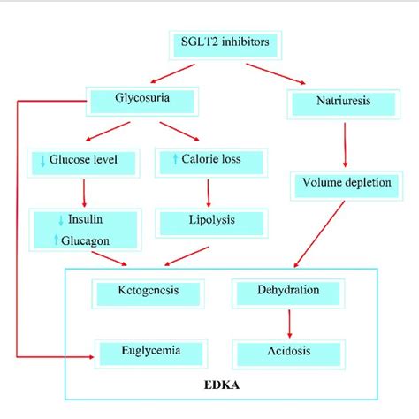 Mechanisms Of SGLT2 Inhibitor Induced Euglycemic Diabetic