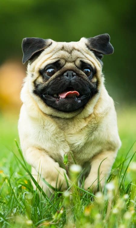 Pug Owners Guide Greencross Vets