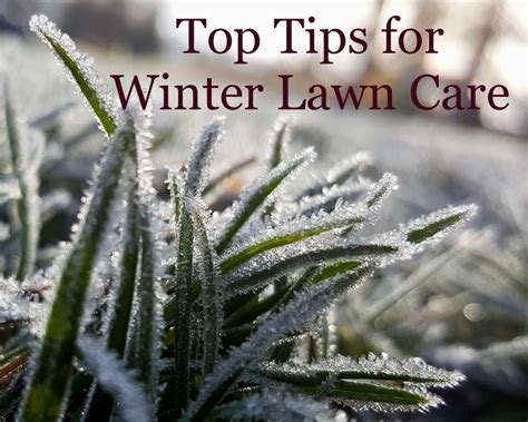 Top Tips For Winter Lawn Care