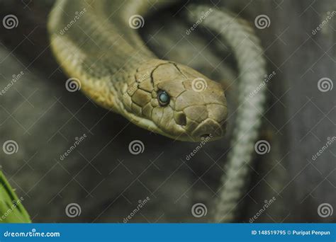 The Head Of King Cobra Is A Dangerous Poisonous Snake Stock Image