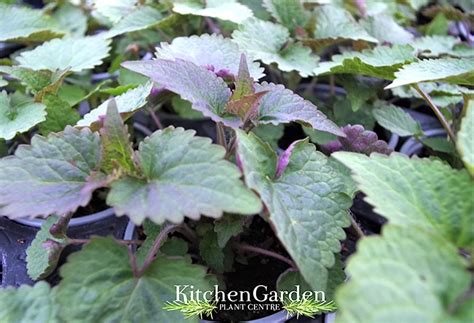 Agastache Liquorice Blue Kitchen Garden Plant Centre